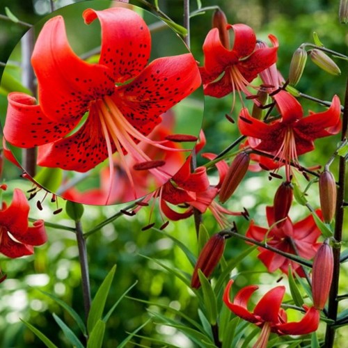 Lilium 'Red Life' - Liilia 'Red Life' 